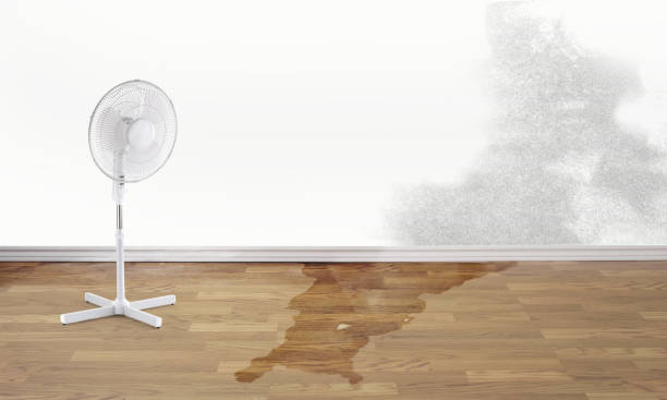 Best Water damage contractors near me  in New Baltimore, VA